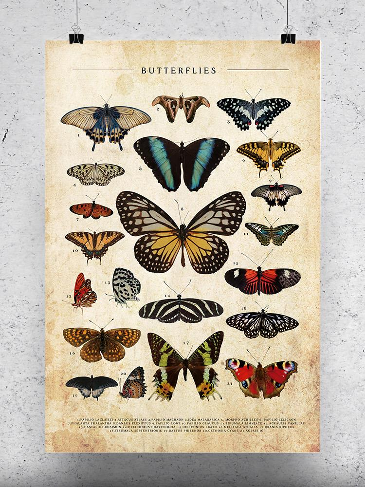 Butterflies Art Poster -SmartPrintsInk Designs